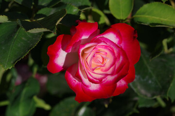 Tacoma Washington Flower Garden
