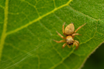 Jumping spider on leaf