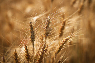 Grano maturo, spighe dorate in primo piano