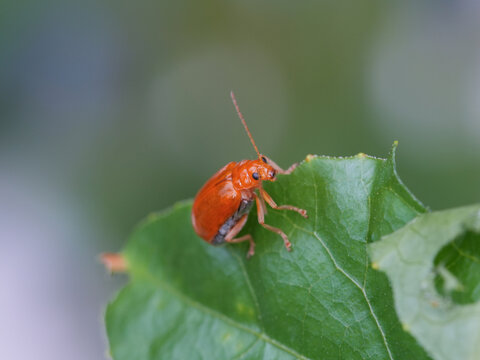 Pumpkin beentle Cucurbit Leaf Beetle or Yellow Squash Beetle it is classified as one of the insect pests , macro insects