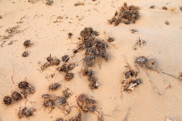 Desert thorns in a beautiful shot