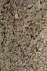 Common sycamore