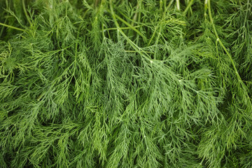 A pile of fresh green dill