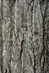 Small-leaved lime bark