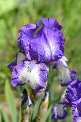 Intermediate bearded iris Arctic Fancy