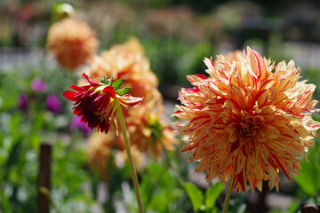 red and yellow flower