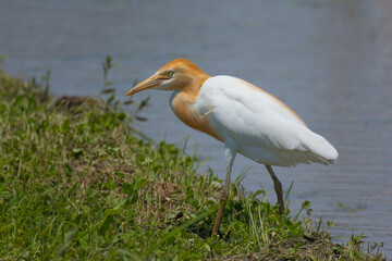 土手の獲物を狙うアマサギ