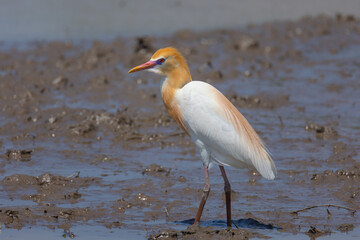 繁殖期に入り嘴に鮮やかな色が入ったアマサギ