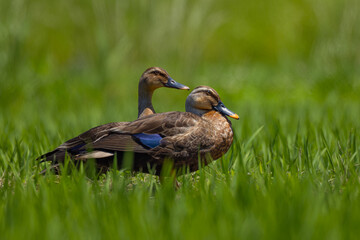初夏のカルガモの夫婦