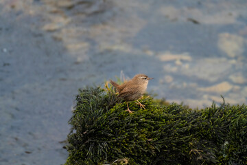 Wren (Troglodytes troglodytes) standing on a moss covered rock at the side of a stream - 510650100