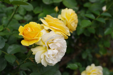 Tacoma Washington Flower Garden