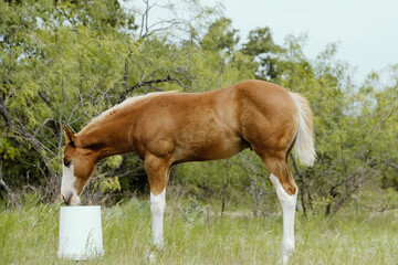 Naklejka na ściany i meble Curiosity of colt horse in Texas field during summer.