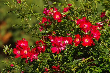 red flowers in the garden