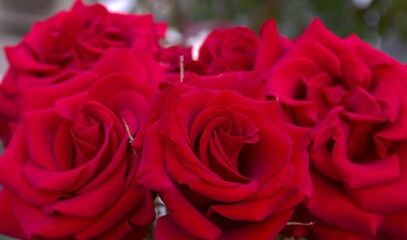 Red roses. bokeh. Card. Holiday concept.