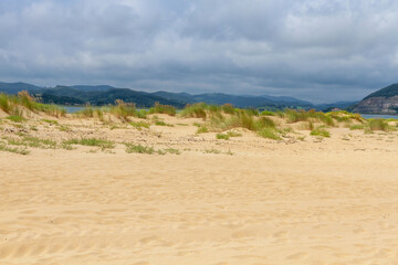 Fototapeta na wymiar Beach dunes with ammophila arenaria vegetation in El Puntal de Laredo, Cantabria, Spain 