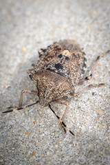 The Rhaphigaster Nebula - a small insect sitting on the wall