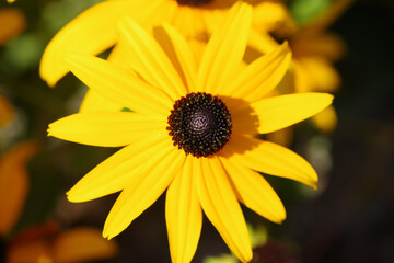 Tacoma Washington Flower Garden