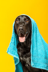Black labrador dog with a blue towel on his head on yellow background