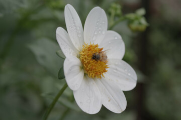 Obraz premium bee on daisy