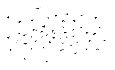 A flock of flying birds. Free birds. Flying seagulls. Vector illustration
