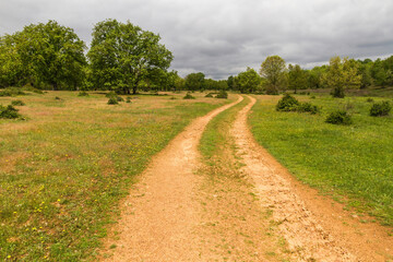 Fototapeta na wymiar Beautiful curved dirt road in spring forest of oaks and other species 