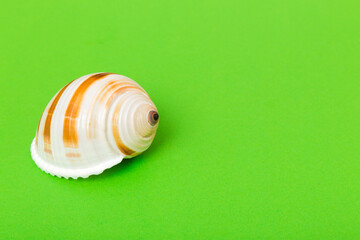 Beach seashells on colored background. Mock up with copy space