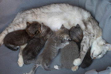 Mom cat next to kittens. Little newborn kittens with mother on the three week of life