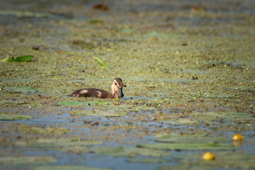 A wild migratory duck swims in the mud on the river.