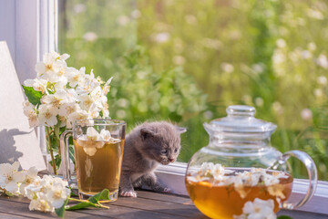 Newborn gray kitten near glass tea pot, a cup and a beautiful bouquet of jasmine flowers on the...