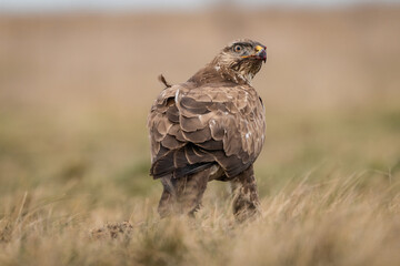 common buzzard standing alone