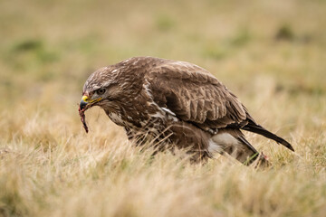 common buzzard standing alone