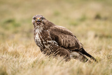 common buzzard standing alone