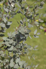 Fototapeta na wymiar Eucalyptus gunnii dans un espace vert