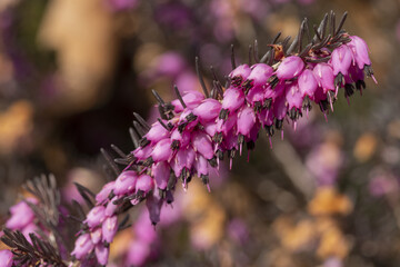 Bruyère Erica darleyensis	

