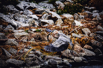 Great Blue heron with a fish in the beak.