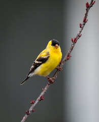 Close up of goldfinch bird sitting on a tree branch in spring.