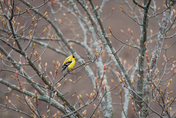Goldfinch bird sitting alone on a tree branch in spring.