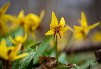 Close up of yellow trout lily flower blooming in woods in Canada.
