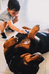 Little boy playing with a rottweiler dog