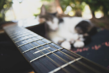 cat and vintage guitar outdoors