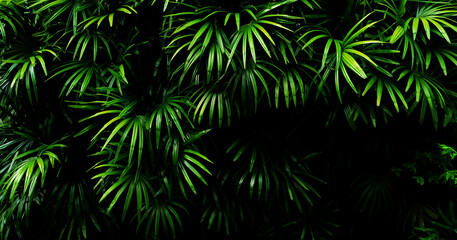 Naklejka na ściany i meble Vertical garden with tropical green leaf, contrast