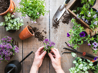 Top view of hands holding flower to plant with gardening tools.