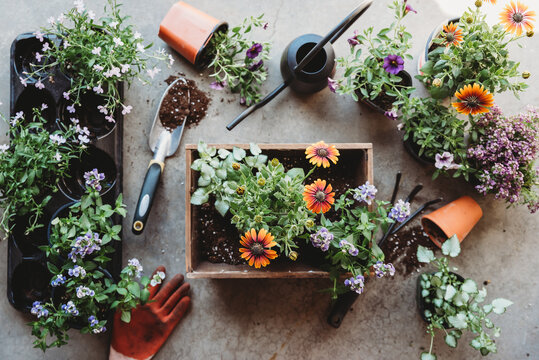 Top view of flowers in pots with gardening tools on grey floor.