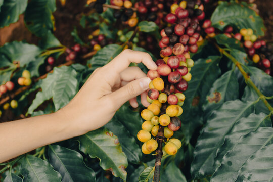 Farmer holding green, yellow and red coffee fruit berries in plantation. Coffee plantation field.