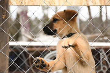 Sad ginger puppy sitting at the dog shelter. Cage for animals.
I'm waiting for a new owner.