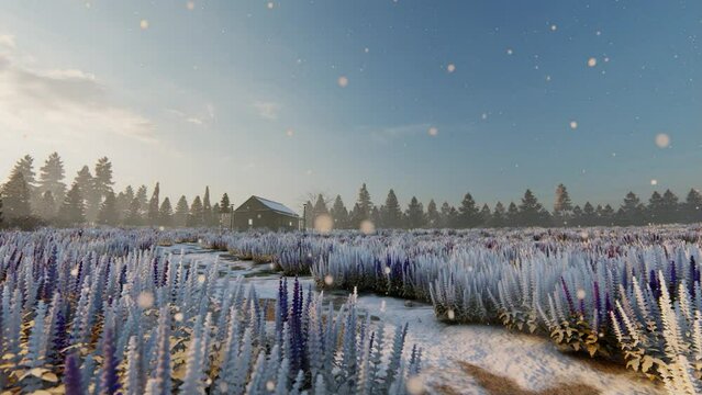 This is an unusual scene of snow falling in a lavender field. It's made with imagination.