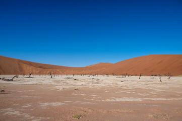 Dead camelthorn trees surrounded by towering sand dunes in Deadvlei, Namib-Naukluft National Park, Namibia, Africa.