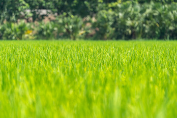 Close up to the beautiful Green paddy rice field from drone view for background.