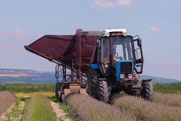 Tractor harvests lavender in the field against a blue sky