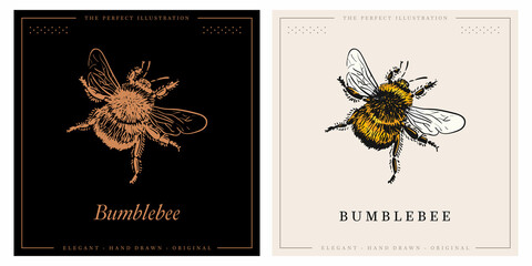 Bumblebee color vintage illustration and sketch